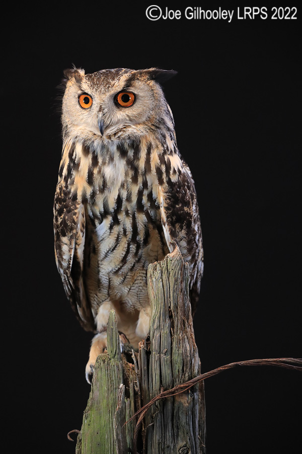 European Eagle Owl
