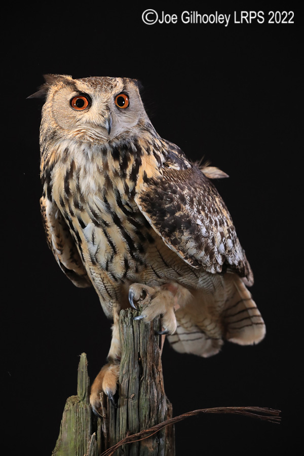 European Eagle Owl
