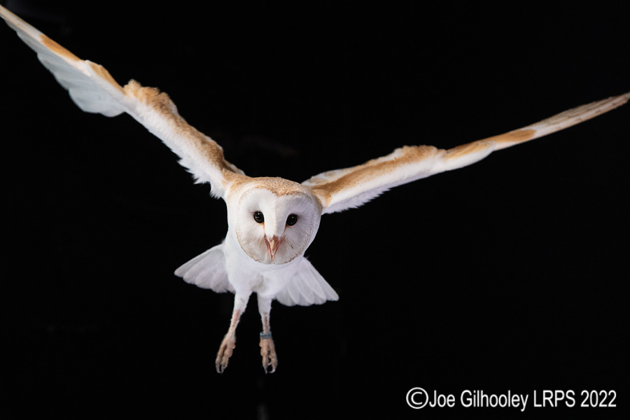 European Barn Owl in Flight European Barn Owl in Flight