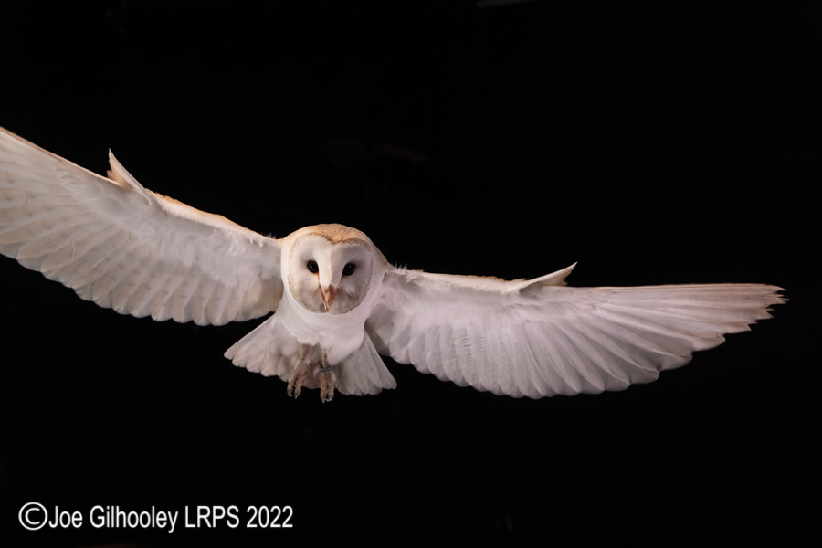 European Barn Owl in Flight European Barn Owl in Flight