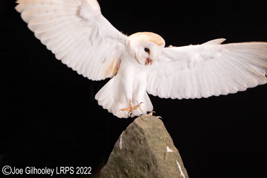 European Barn Owl in Flight European Barn Owl in Flight