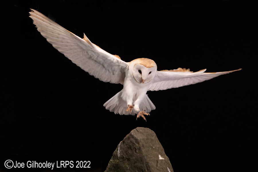 European Barn Owl in Flight European Barn Owl in Flight