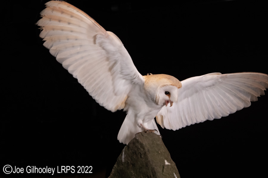 European Barn Owl in Flight European Barn Owl in Flight