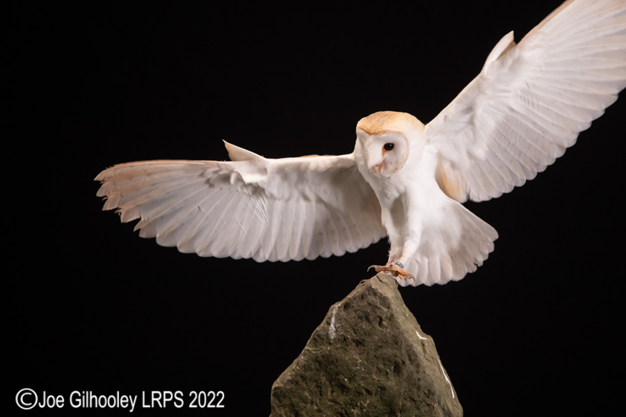 European Barn Owl in Flight European Barn Owl in Flight