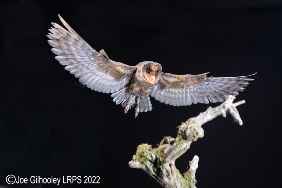 Black Barn Owl in Flight
