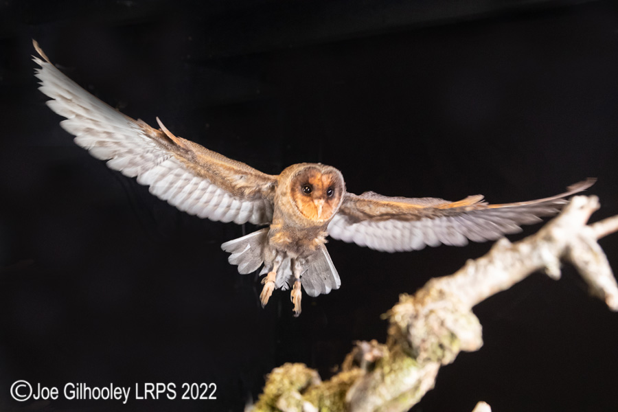 Black Barn Owl in Flight
