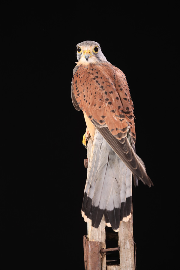 Kestrel
