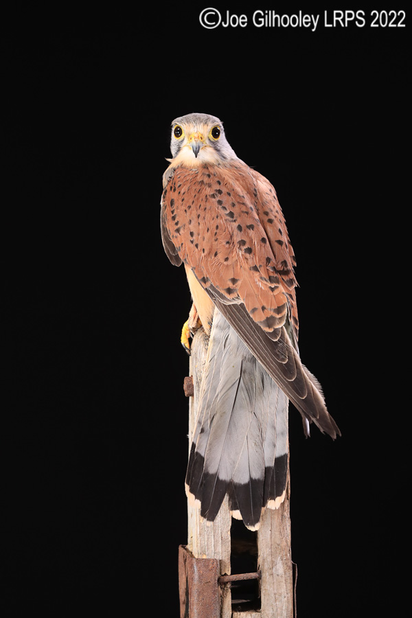 Kestrel
