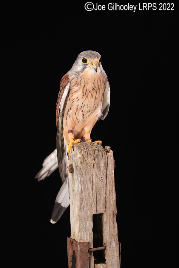 Kestrel

