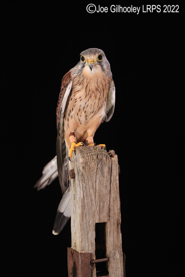 Kestrel

