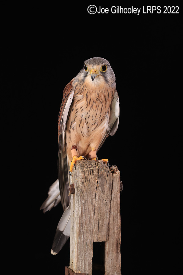 Kestrel
