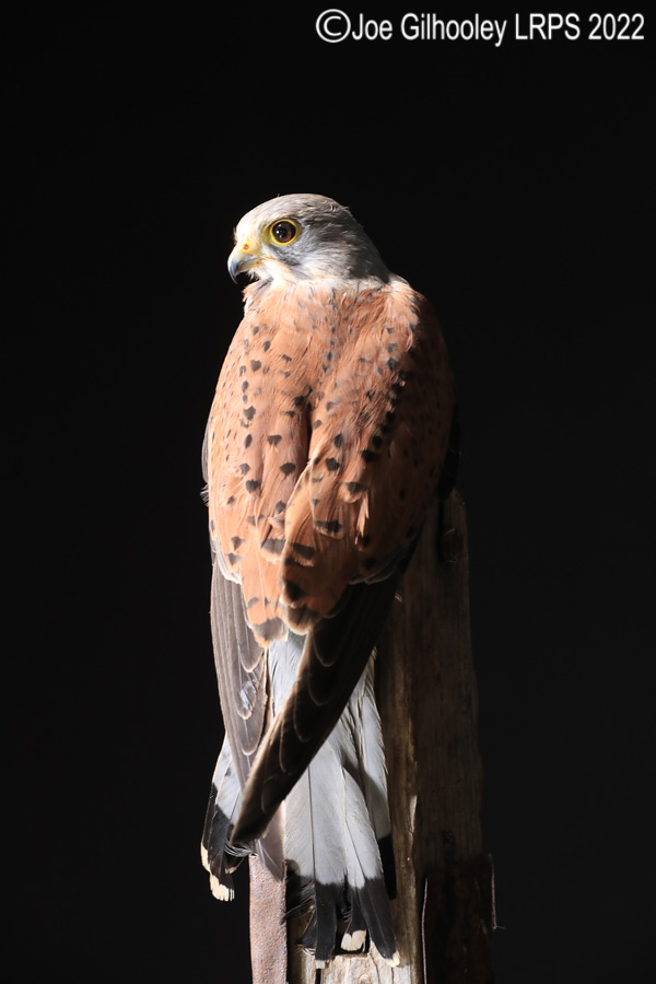 Kestrel
