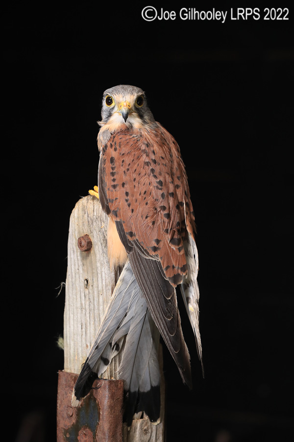 Kestrel
