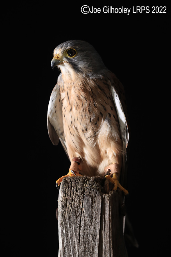 Kestrel
