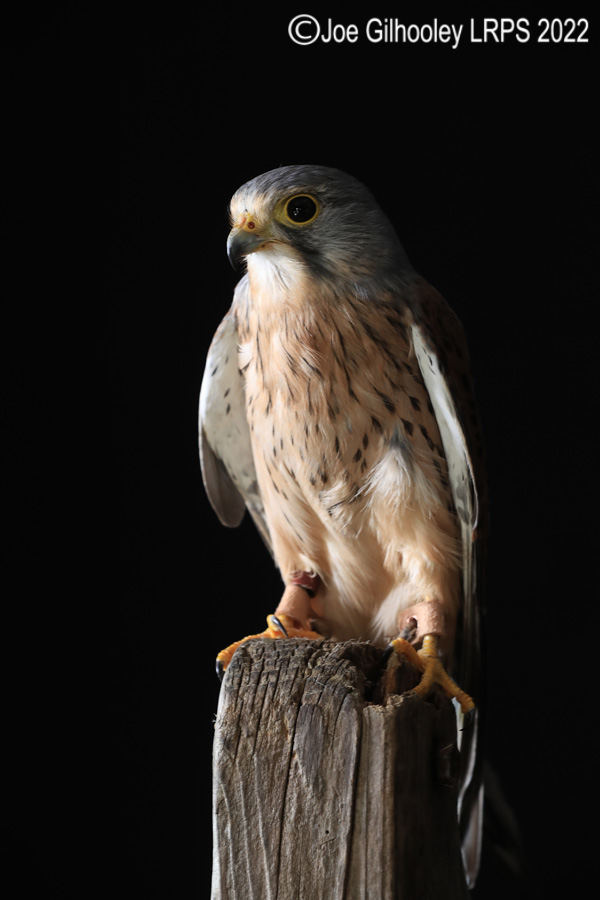 Kestrel
