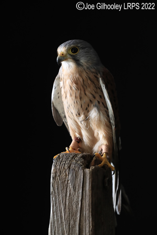 Kestrel
