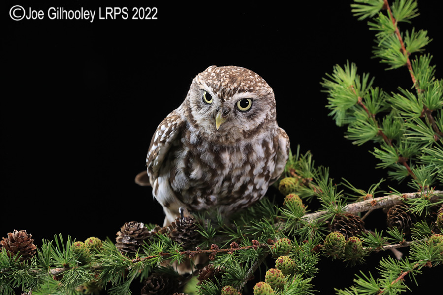 Little Owl
