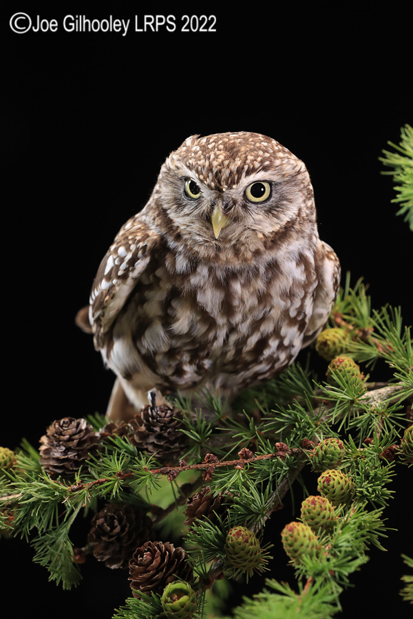 Little Owl

