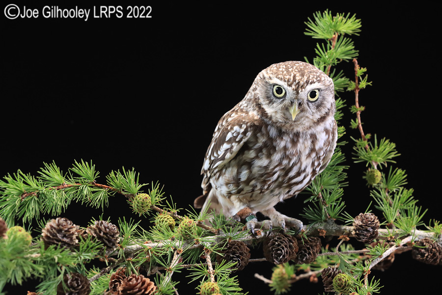 Little Owl
