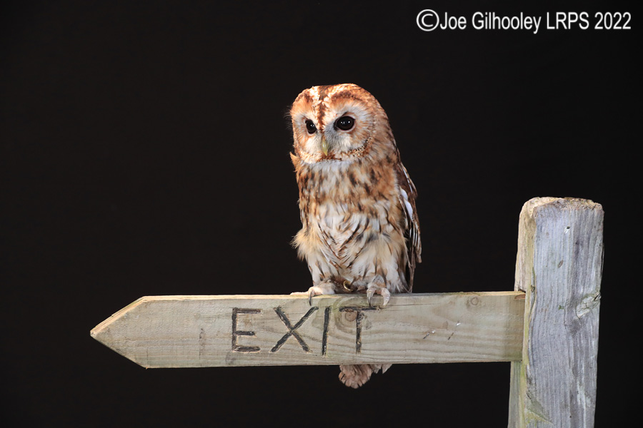 Tawny Owl
