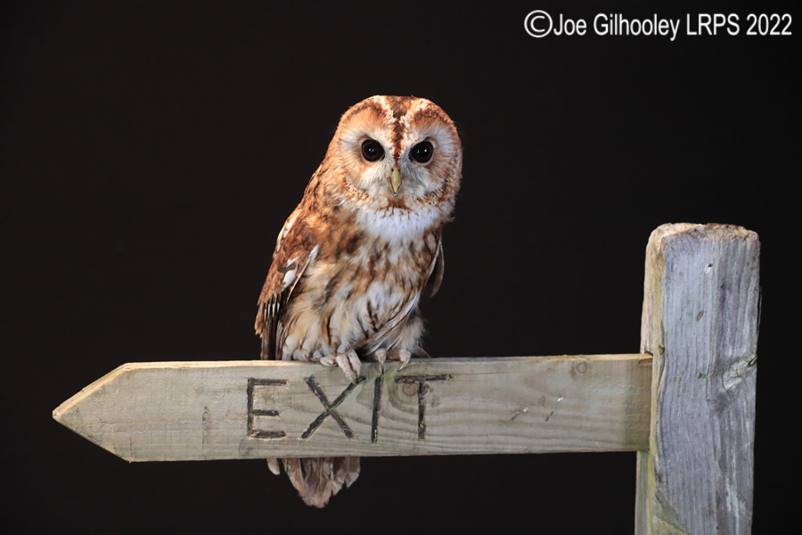 Tawny Owl
