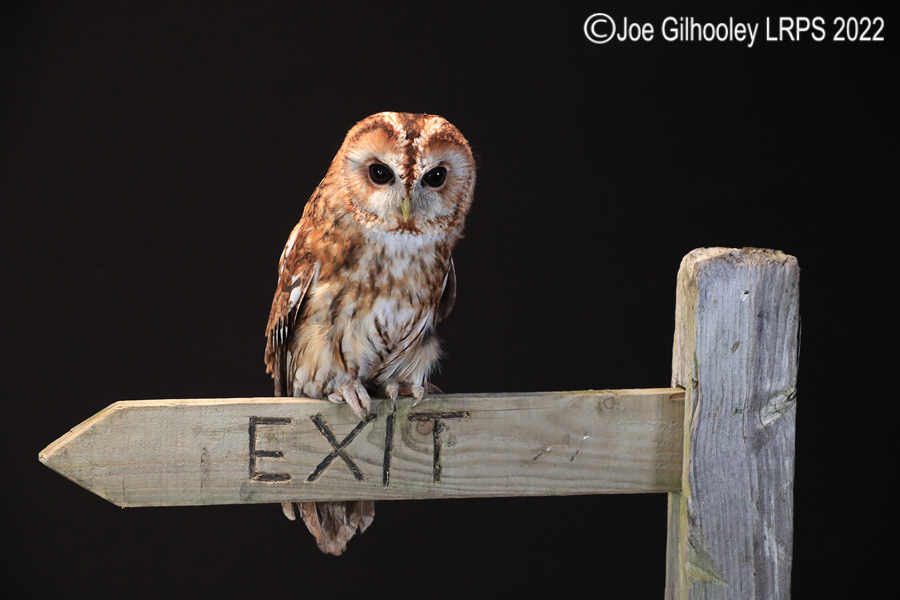 Tawny Owl
