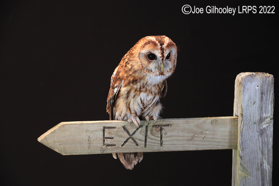 Tawny Owl
