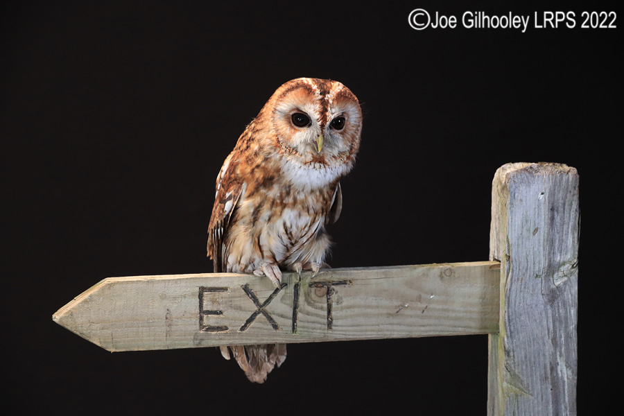 Tawny Owl
