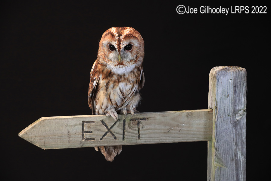 Tawny Owl
