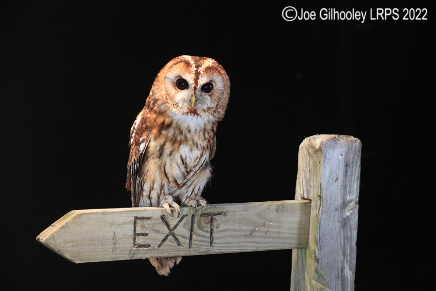 Tawny Owl
