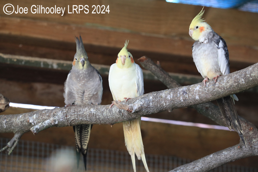 Aviary Birds
