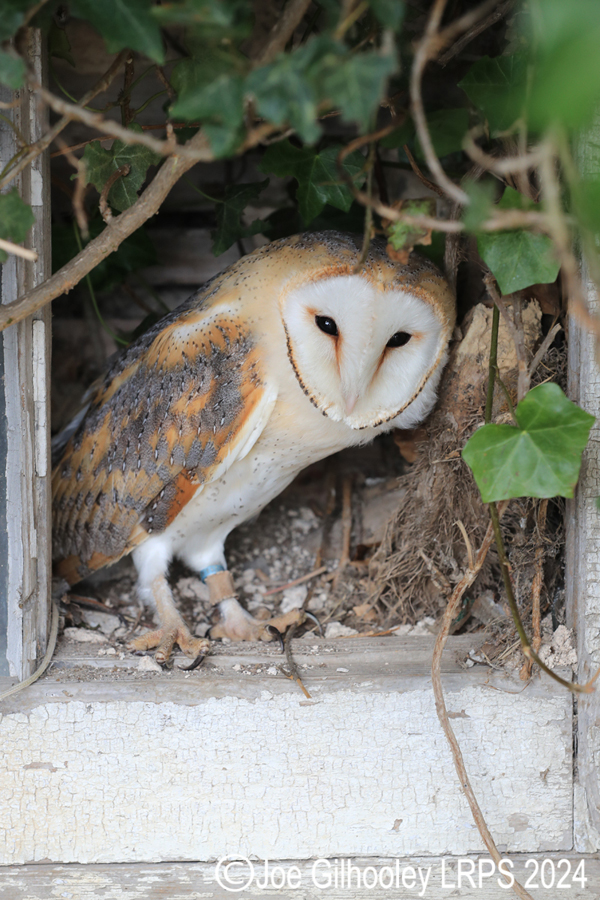 Barn Owl
