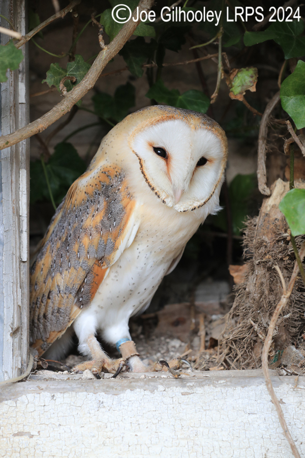 Barn Owl
