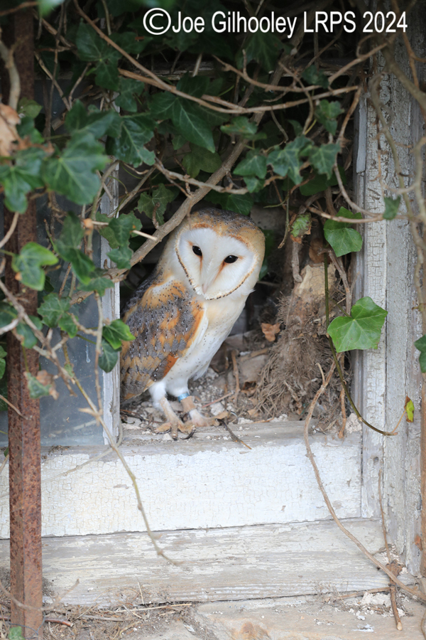 Barn Owl
