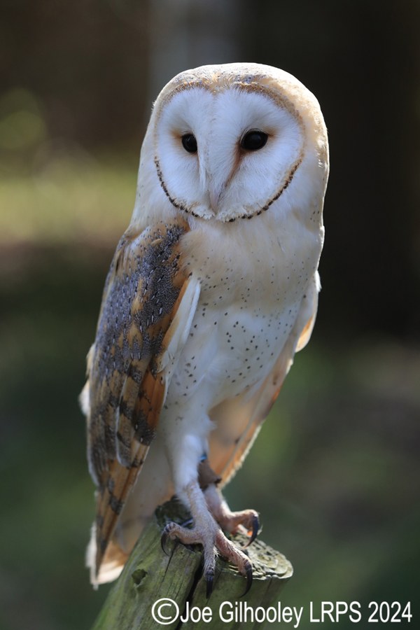 Barn Owl
