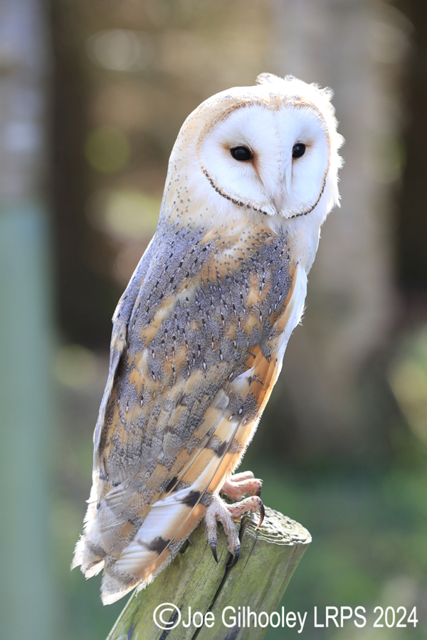 Barn Owl
