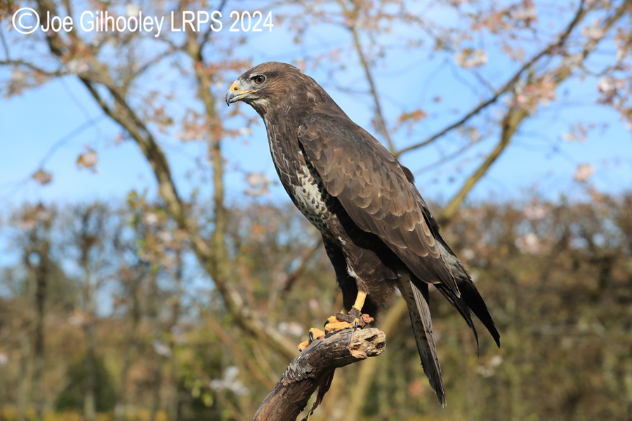 Buzzard
