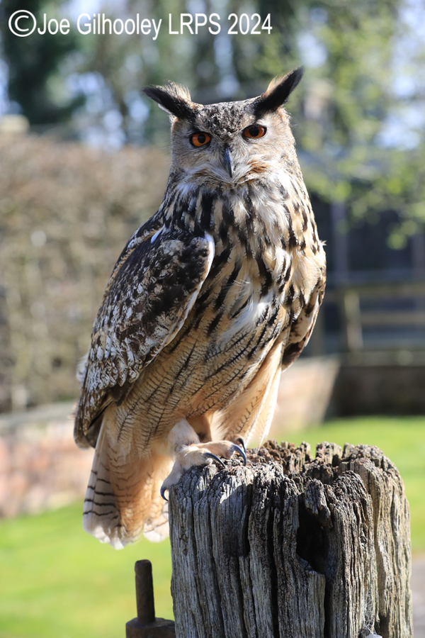 Eagle Owl
