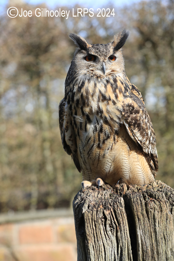Eagle Owl
