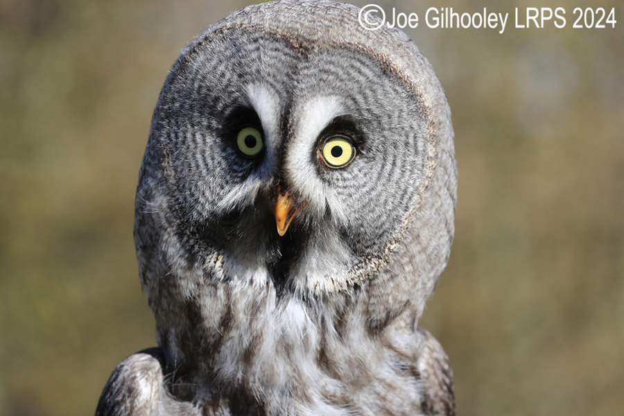 Great Grey Owl
