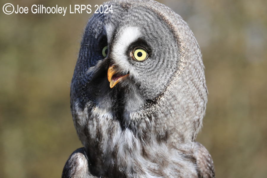 Great Grey Owl
