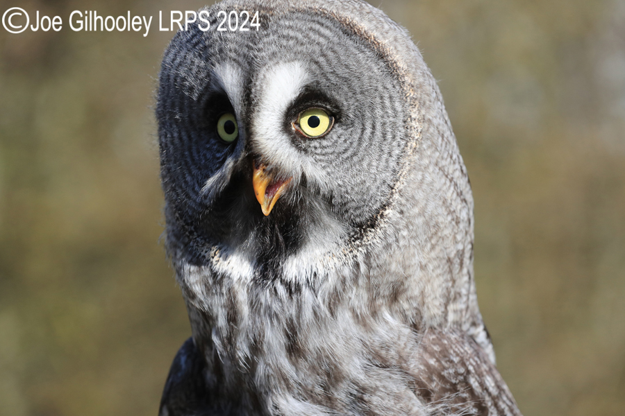 Great Grey Owl

