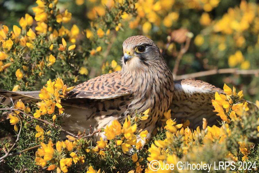 Kestrel on a Gorse Bush
