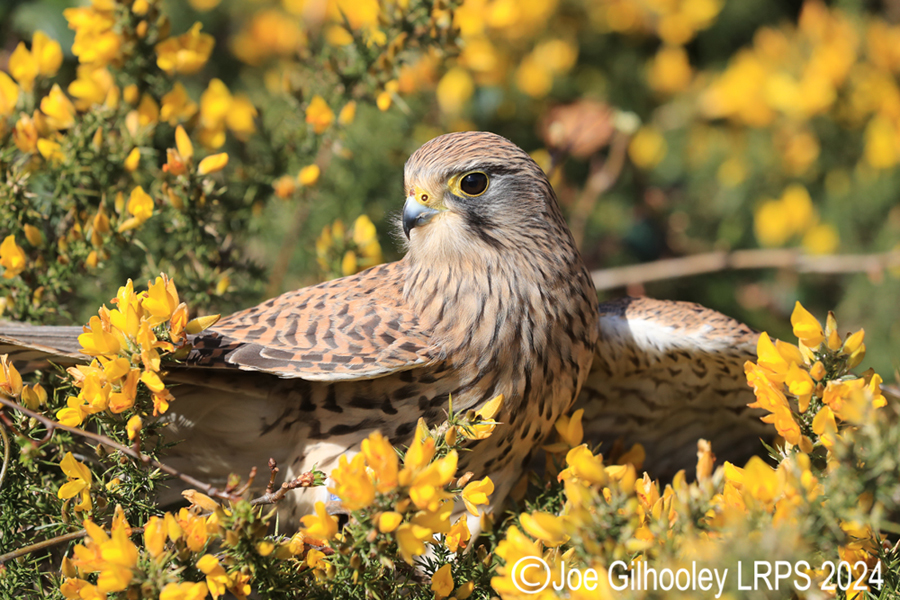 Kestrel on a Gorse Bush
