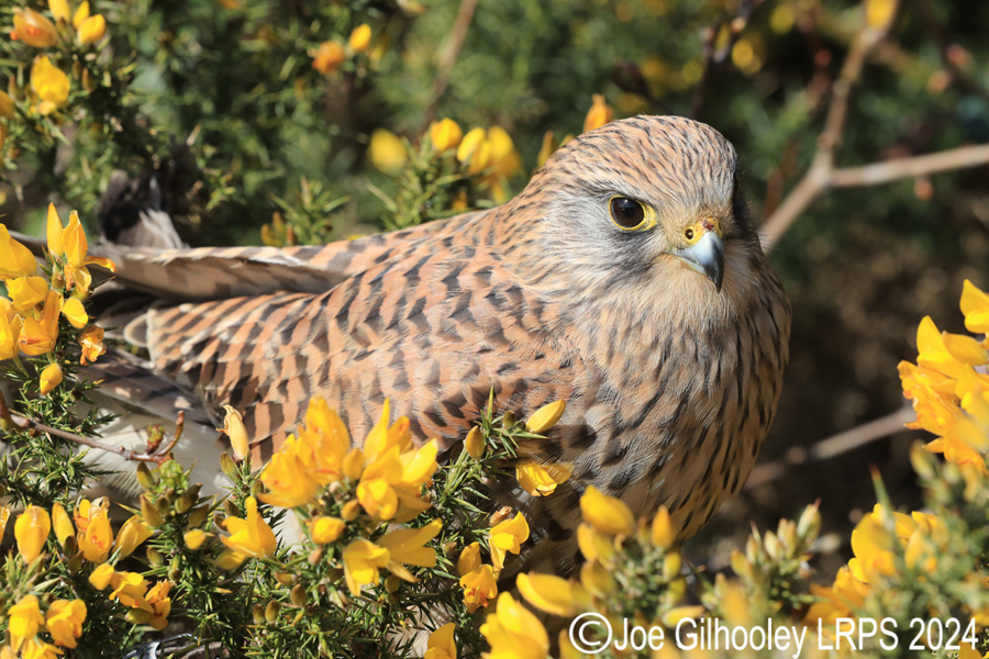 Kestrel on a Gorse Bush
