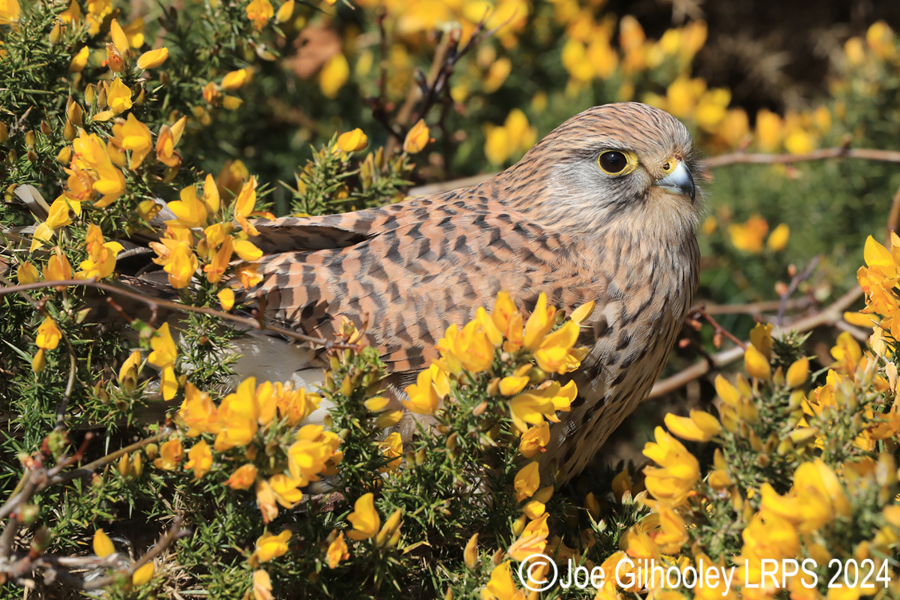 Kestrel on a Gorse Bush
