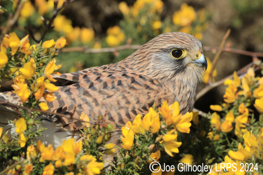 Kestrel on a Gorse Bush
