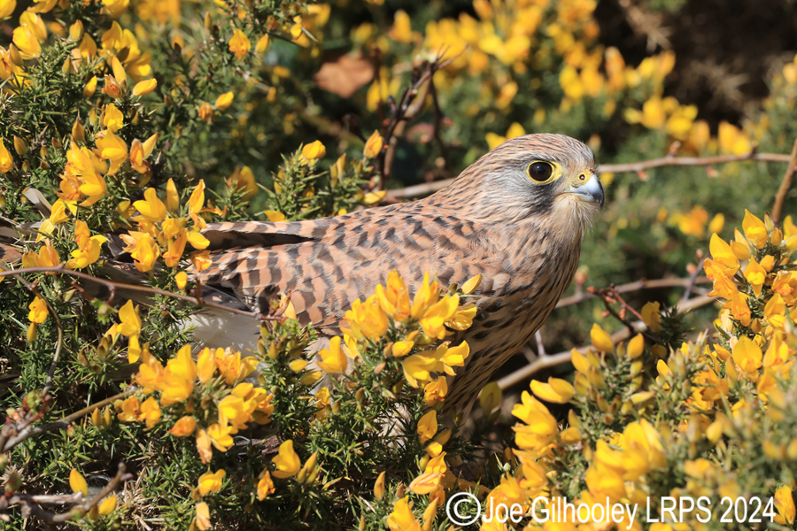 Kestrel on a Gorse Bush
