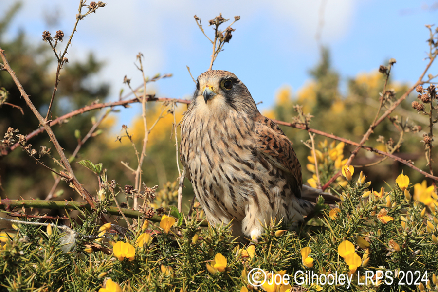 Kestrel on a Gorse Bush
