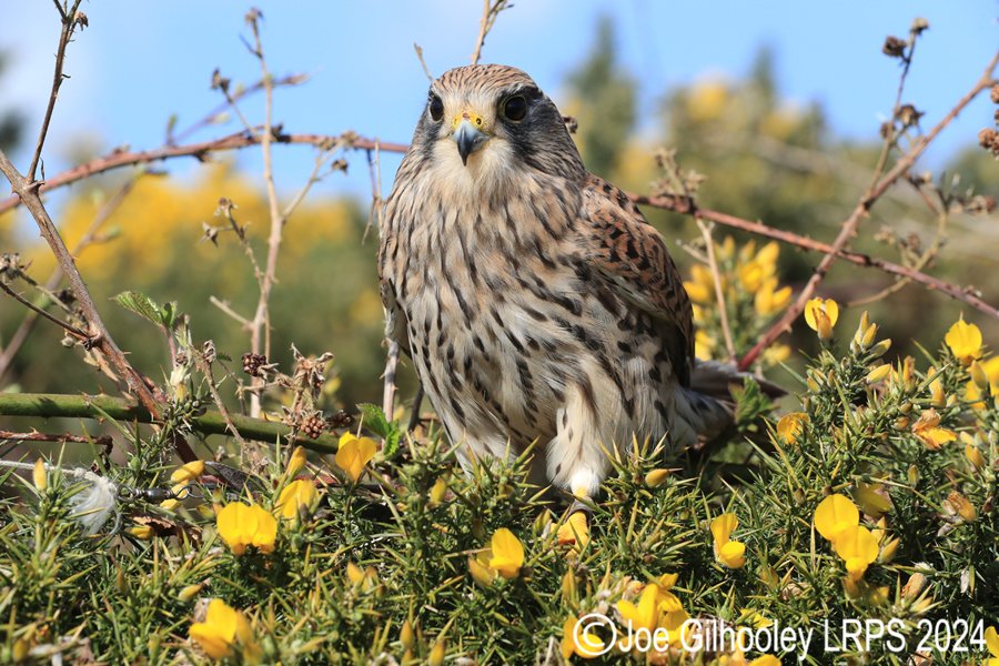 Kestrel on a Gorse Bush
